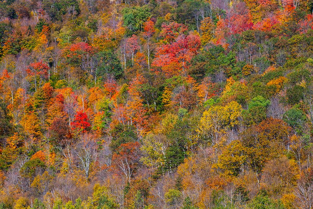 USA-New England-Vermont-Plymouth-Fall colors on hillside art print by Sylvia Gulin for $57.95 CAD